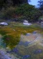 rotorua park der heissen quellen.JPG