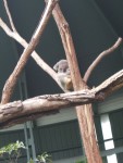 tarango zoo koala.JPG