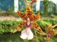 Highlight for album: Barra de Lagoa